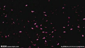 花瓣上飘（叠加用）