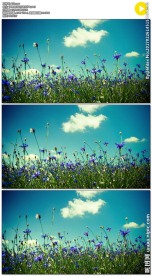 草地上盛开的蓝色鲜花