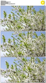 树枝上盛开的花朵