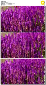 微风吹动薰衣草