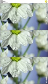 花瓣上的露珠水滴