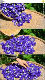 簸箕里晒干花瓣