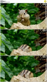 花栗鼠吃葵花籽