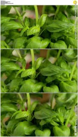 旋转的罗勒植物