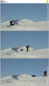 一个人一只狗登雪山