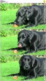 趴在地上的黑色小狗