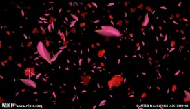 花瓣飘落（叠加用）