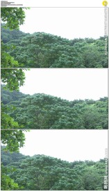 小鸟从树林飞出实拍视频素材