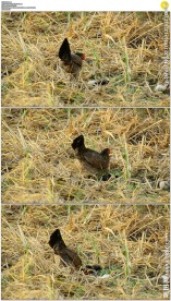 母鸡和小鸡找食物实拍视频素材