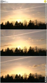 树梢后的夕阳天空