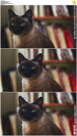 书架前黑猫眨眼