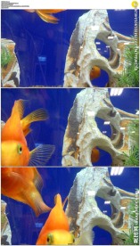 鱼缸里的三条金鱼