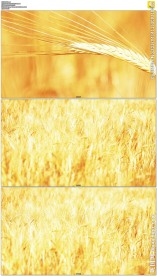 金黄的麦穗麦田