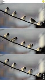 树枝上的五只小鸟