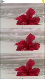 被丢弃在海滩上的红色花朵