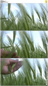 手抚绿色麦穗