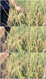 手抚摸水稻稻穗