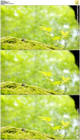 微风吹动绿色树叶