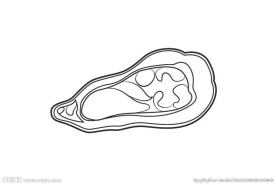 海鲜矢量 牡蛎 线条 手绘