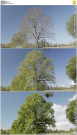 大树长出绿叶延时摄影