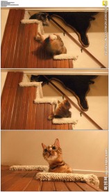 白色背景腊肠狗