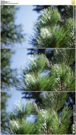 唯美的绿色松树叶