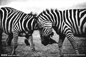 黑白油画 斑马 无框画