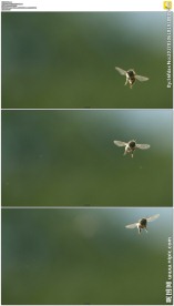 蜜蜂煽动翅膀飞舞