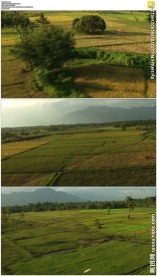 飞跃辽阔的绿色田野