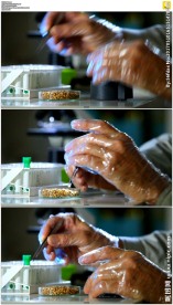 转基因小麦实验