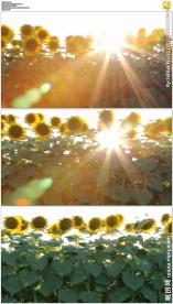 阳光穿过向日葵