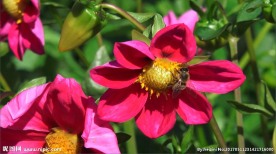 昆虫蝴蝶蜜蜂花朵唯美大自然视频