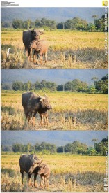 草地上的水牛母子