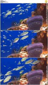 海底鱼群珊瑚礁