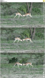 两只小鹿碰头打架