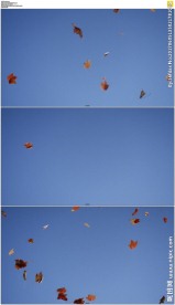 蓝天下枫叶飞舞