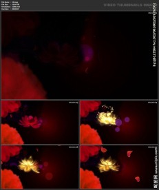 婚礼片头 喜庆 婚庆桃心 春节