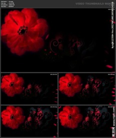 婚礼片头 喜庆 婚庆桃心 春节