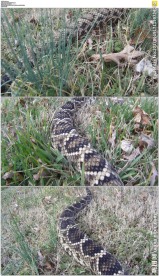 草丛响尾蛇爬行