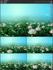 浪漫粒子 光晕 唯美粒子