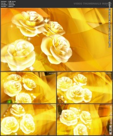 浪漫背景 婚礼婚庆 花瓣