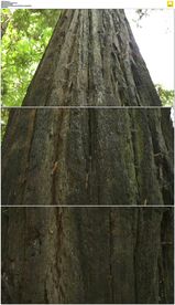 大树顶部到底部