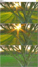 穿过树木的日落阳光