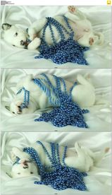 小狗玩蓝色珠子