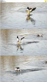 一只大鹅水面滑行