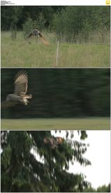 猫头鹰起飞飞翔