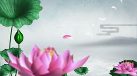 荷花视频素材