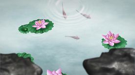 荷塘锦鲤视频素材