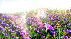 薰衣草花海蝴蝶背景