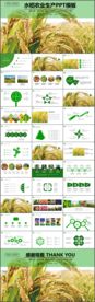 水稻农业生产农场水稻种植PPT